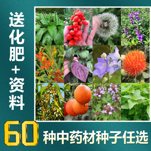 药材种子中草药薄荷藿香黄芪苍术枸杞百合籽种春四季药材种植苗子