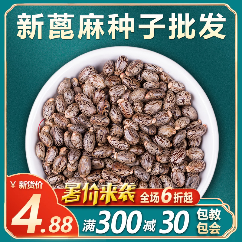 手工挑拣蓖麻籽2022年新鲜蓖麻种子中药材蓖麻子大粒红蓖麻种籽油