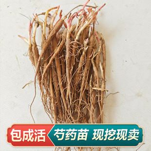 药用芍药苗新鲜现挖白芍种苗芍药花种子种苗赤芍阳台盆栽花耐寒