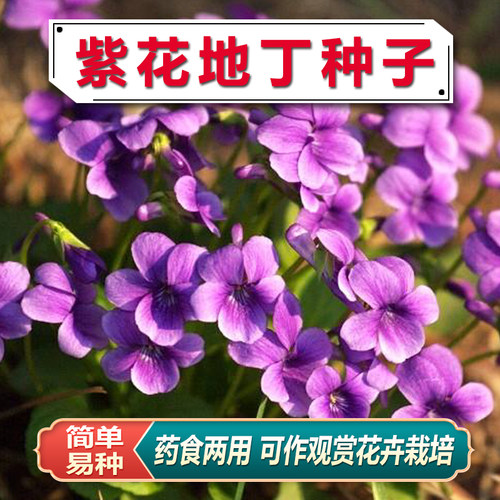 多年生紫花地丁种子地被矮生花草紫花地丁种籽春四季种植花卉种子