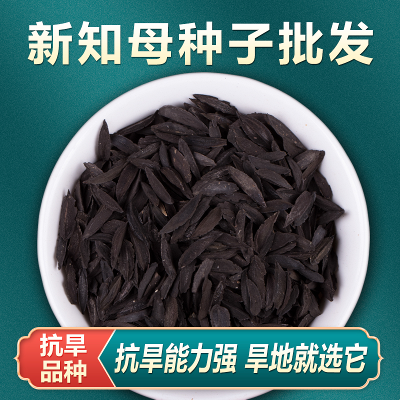 毛知母种子2024年新地参子籽种中草药材植物知母种孑春季四季种植