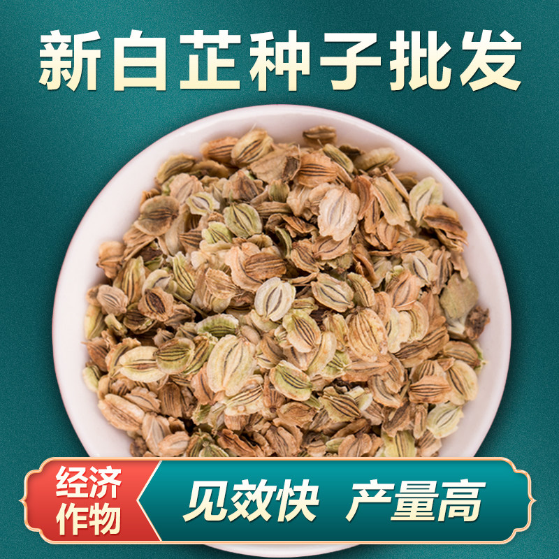 香料白芷种子2025年纯新白芷种籽春秋冬季散装中药材种植苗易管理图片