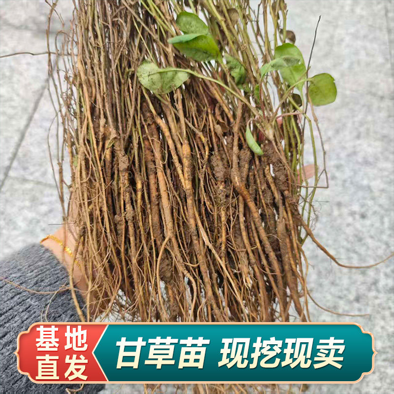 甘草苗现挖中药材甘草种苗抗寒抗旱管理简单基地直发党参苗黄芪苗图片