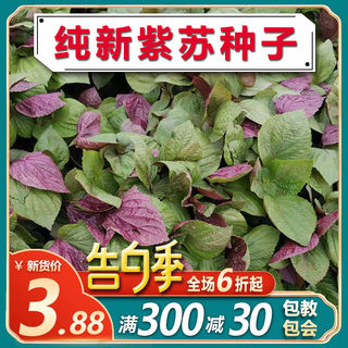 小紫苏粒 生绿苏紫苏种子苏子籽苏麻子 榨油料烧烤料月饼馅料500g