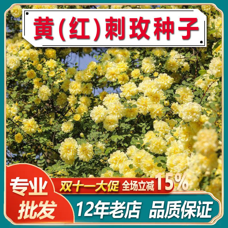 黄刺玫种子 红刺玫种子 刺玫花 硬皮刺 黄刺玫 玫瑰种子蔷薇花墙