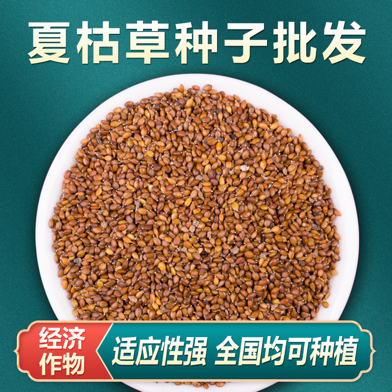 散夏枯草种籽子四季种植装夏枯草种子中药材白毛另有野生黄芩苗孑