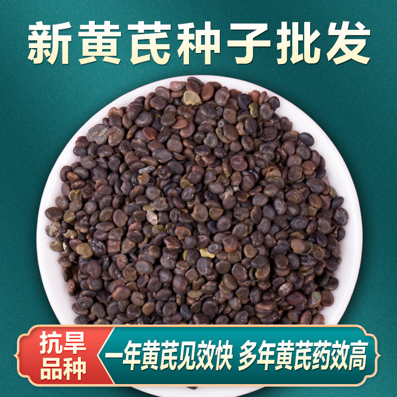 新黄芪种子特级中药材黄芪种籽春四季种植黄芪苗阳台盆栽蔬菜种孑图片