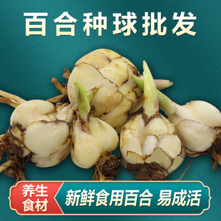 兰州新鲜食用甜百合种子现挖百合种球带根特种育苗百合种籽