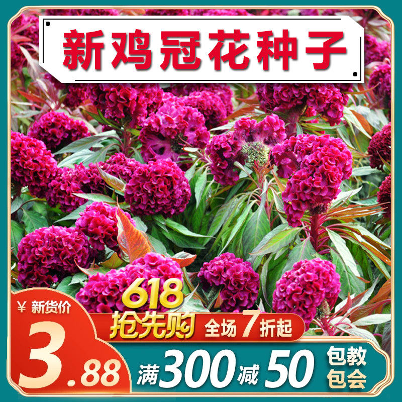 鸡冠花花籽70天开花白色红色鸡冠花种子春夏季阳台盆栽种植中药材