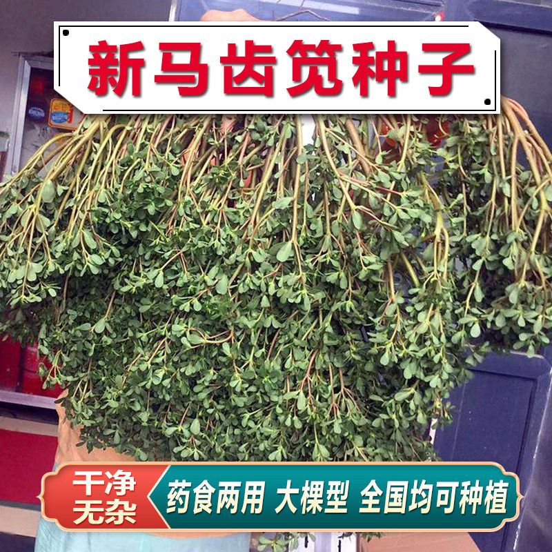蚂蚱菜马菜菜野生食用马齿苋种子马芷籽太阳花菜阳台盆栽蔬菜