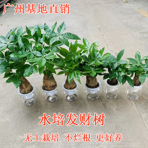 发财树室内净化空气除甲醛