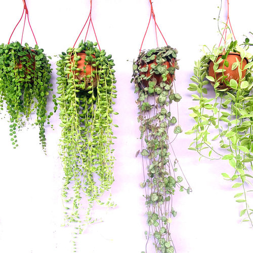 爱之蔓室内外美观趣味