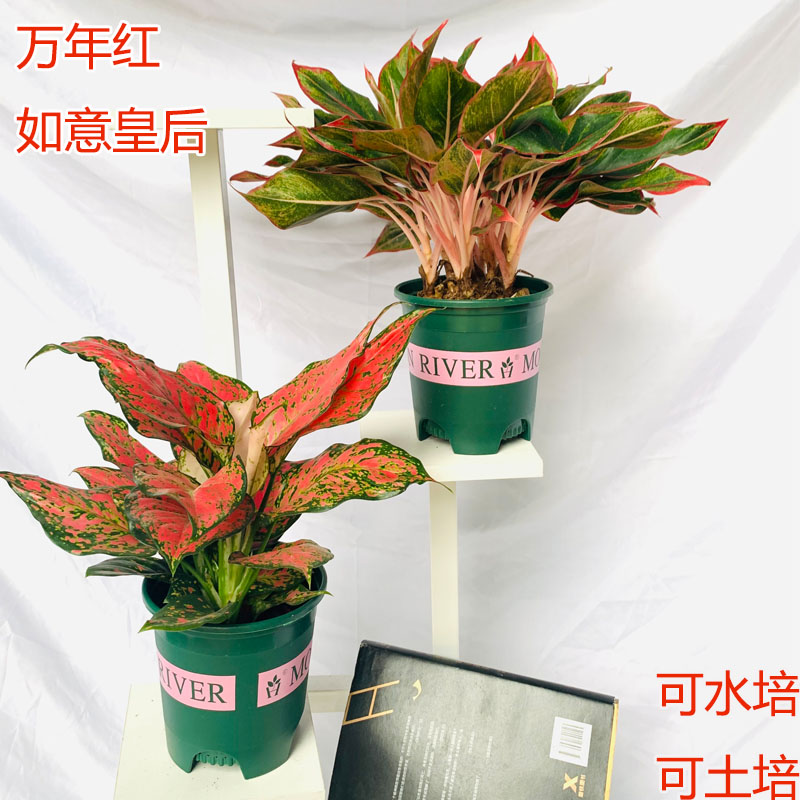 如意皇后盆栽吉利红水培植物室内桌面小盆栽四季常青水培万年红