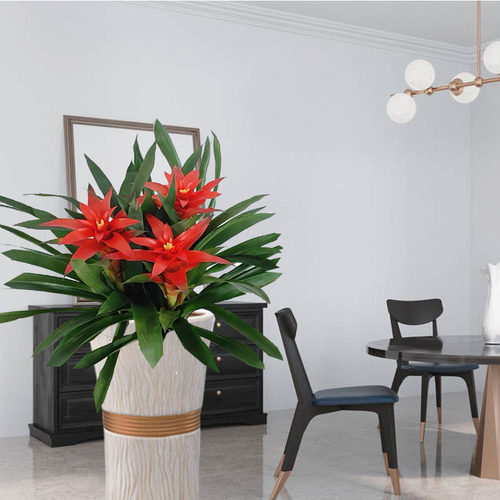 凤梨红掌价格 多少钱