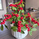 进口北美冬青年宵花红果送公树鲜花盆栽地栽庭院耐寒观赏绿植