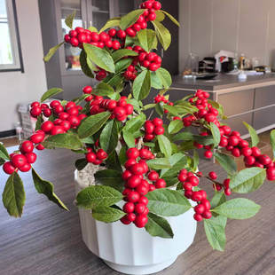 进口北美冬青年宵花红果送公树鲜花盆栽地栽庭院耐寒观赏绿植