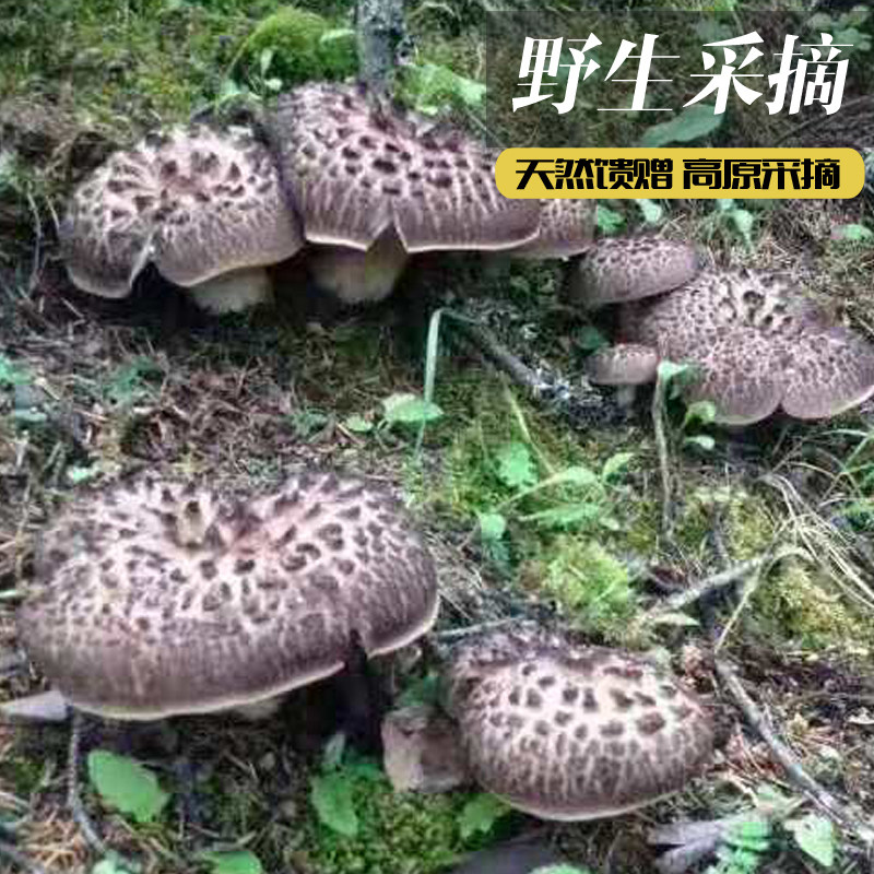 甘孜高原特产2024獐子菌干货黑虎掌蘑菇菌炖鸡煲汤100克包邮