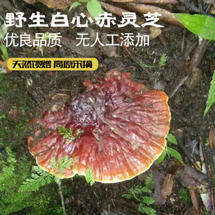 甘孜山货海螺沟雪域森态高原野生藏灵芝白心整朵泡酒煲汤250g包邮