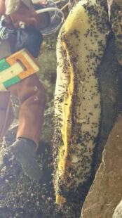 甘孜山货海螺沟雪域森态特产正宗高原崖蜂蜜深山土蜂蜜500克包邮