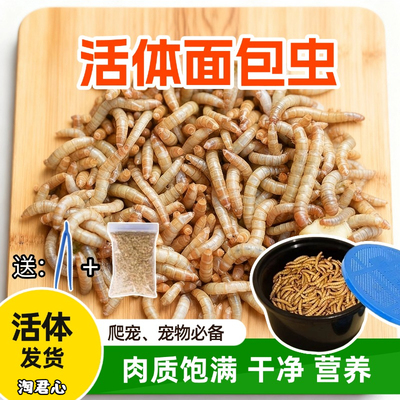 面包虫黄粉虫活体饲料鹦鹉乌龟