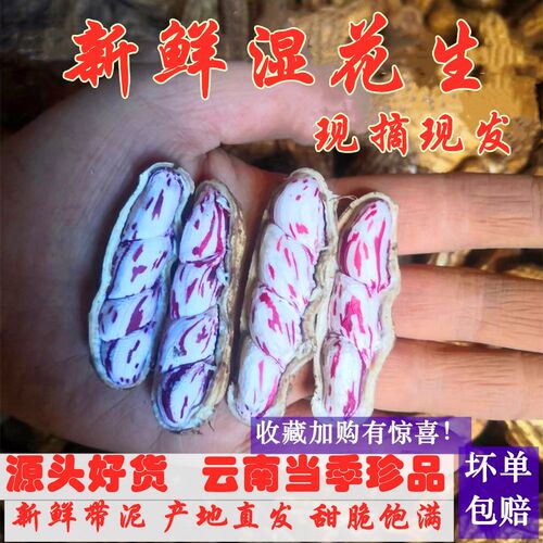 2026年洗干净现挖云南七彩湿花生