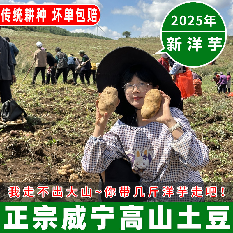 新鲜现挖贵州威宁土豆农家自种