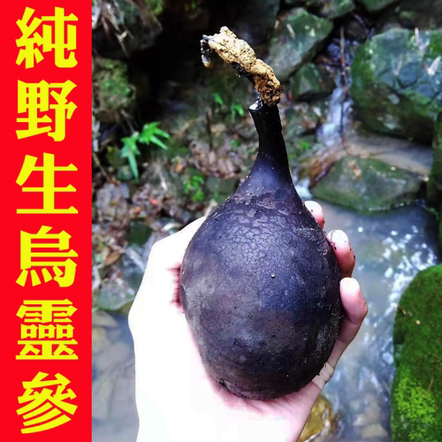 纯野生乌灵参雷震子茯苓灵芝