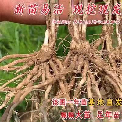 四季多年芦笋苗种高营养阳台盆栽