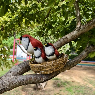 仿真鸟仿真羽毛小鸟伯劳鸟黄鹂鸟翠鸟灰鸽子艺术鸟类家居绿植装饰