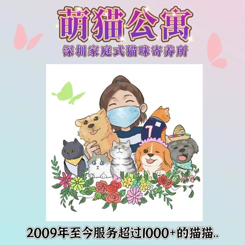 深圳猫咪寄养家庭式萌猫馆