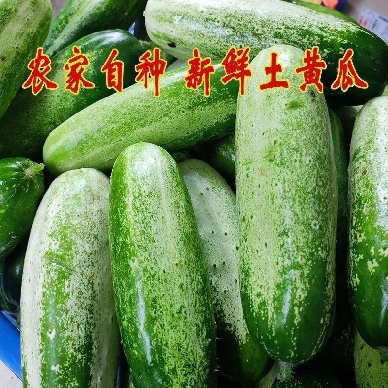 广西农家新鲜水果黄瓜农村老品种黄瓜本地土黄瓜旱黄瓜孕妇水果