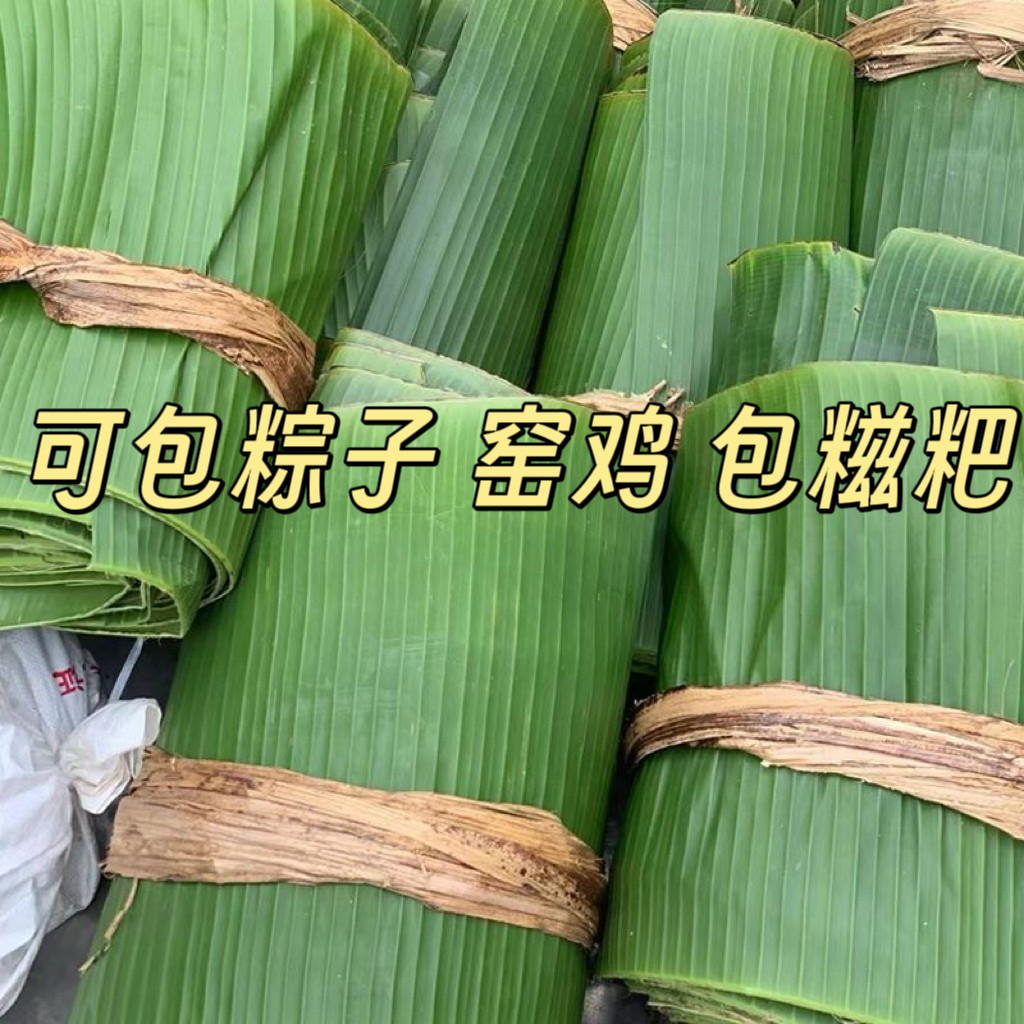 芭蕉叶新鲜现摘芭蕉叶当季现摘垫盘摆盘做糍粑粽子糕点包烧烤