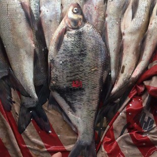 东北大鱼黑龙江乌苏里江抚远特产万花五罗之法罗纯江非养殖