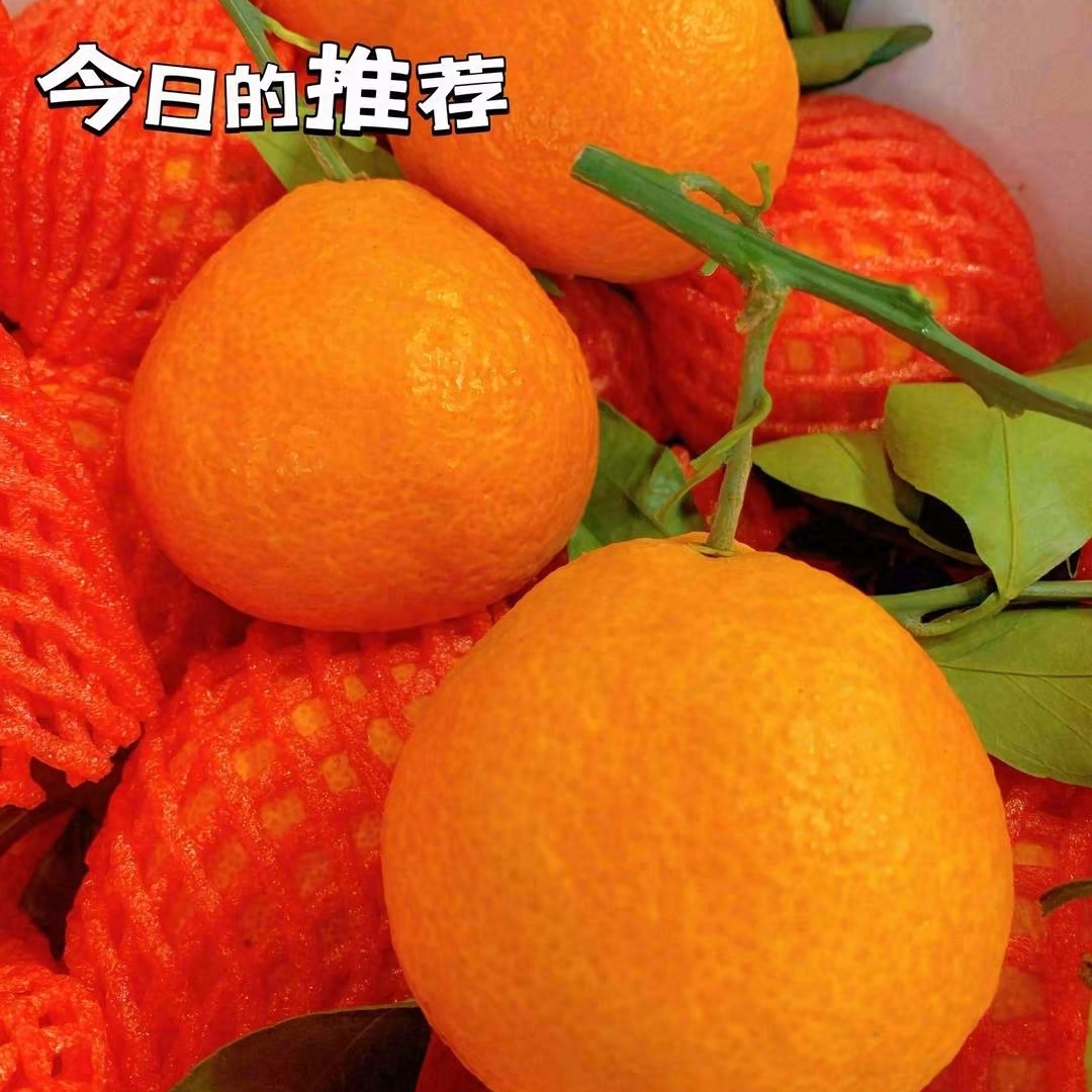 正宗四川爱媛38号果冻橙当季新鲜水果 整箱净7斤装
