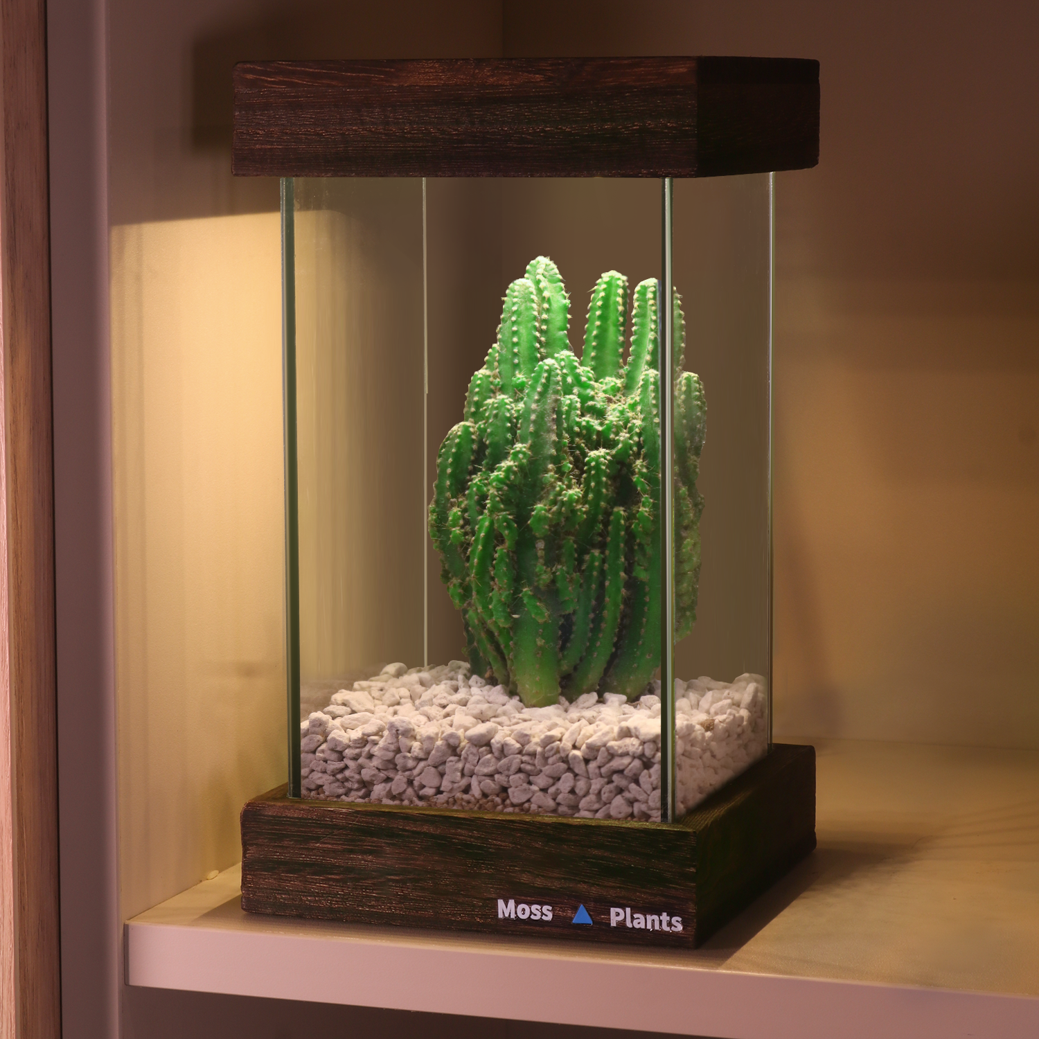 【9月上新】多肉微景观生态雨林缸桌面宿舍摆件盆栽植物办公室diy