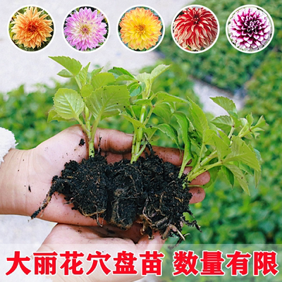 大丽花阳台四季开花便宜