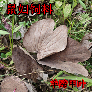 羊蹄甲叶干树叶枯叶鼠妇食物马陆躲避爬宠手工落叶无农药新鲜落叶