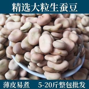 2-5斤装农家新鲜干蚕豆黄皮生胡豆可做种可发芽做油炸四川罗汉豆