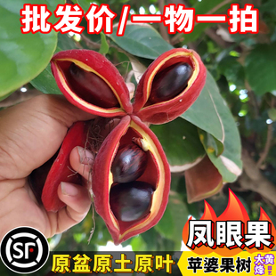 凤眼果苗新品正宗苹婆富贵子树苗当年结果南北方阳台庭院盆栽树苗