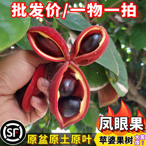 凤眼果苗富贵子萍婆频婆当年结果