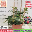 树莓苗新品 正宗法国树莓当年结果南北方阳台庭院盆栽种植果树