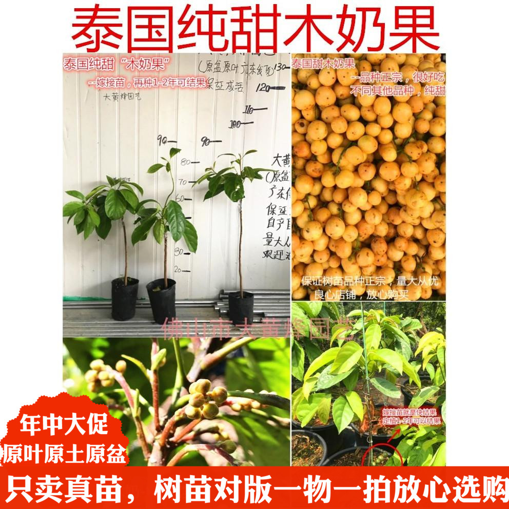 New products Best Sellers Thailand Milk and fruit Three Ya Grafted Then Result South balcony courtyard Fruit tree Potted plantin the Flower delivery/Flowers simulation/Plants gardening , Garden Plants/Trees/Fruit tree, Fruit tree category - from Buy2taobao.com to provide professional Taobao agent buy service