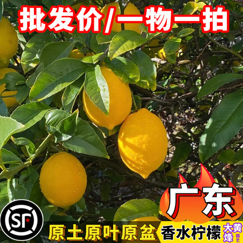 广东香水柠檬树当年结果南方盆栽