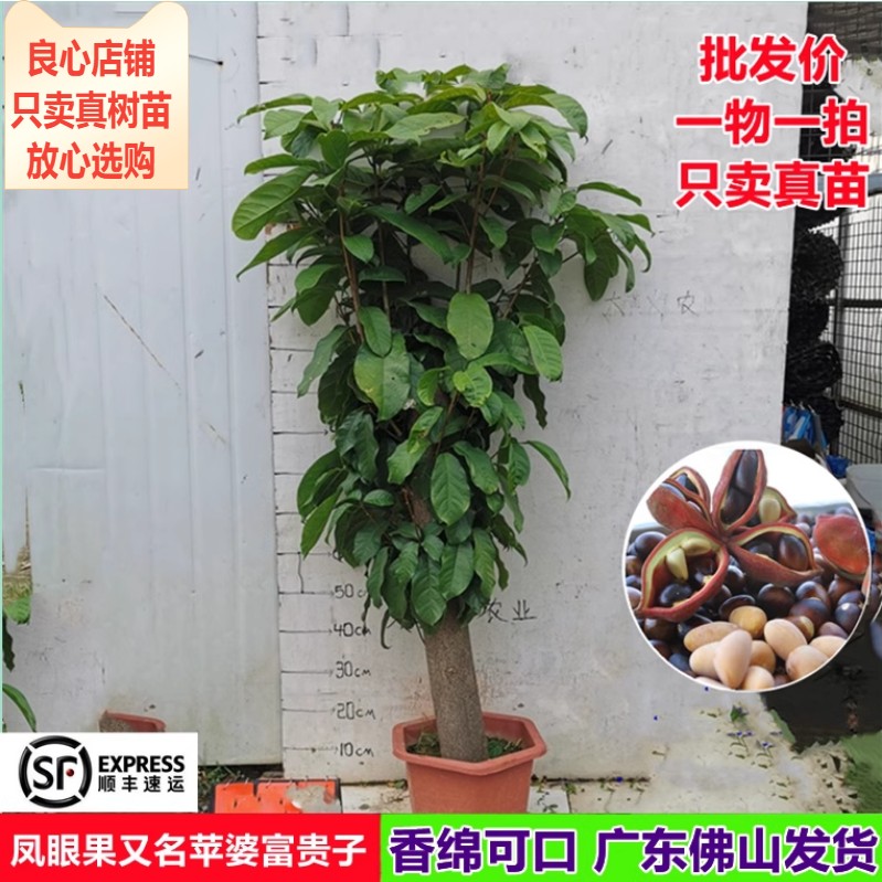 热卖凤眼果又名萍婆富贵子结果树