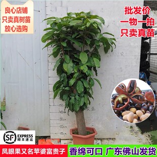 正宗苹婆凤眼果苗又名富贵子树当年结果南北方阳台庭院盆栽果树苗