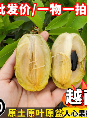 人心果树苗越南大果人心果泰国人参果嫁接苗当年结果南方阳台盆栽