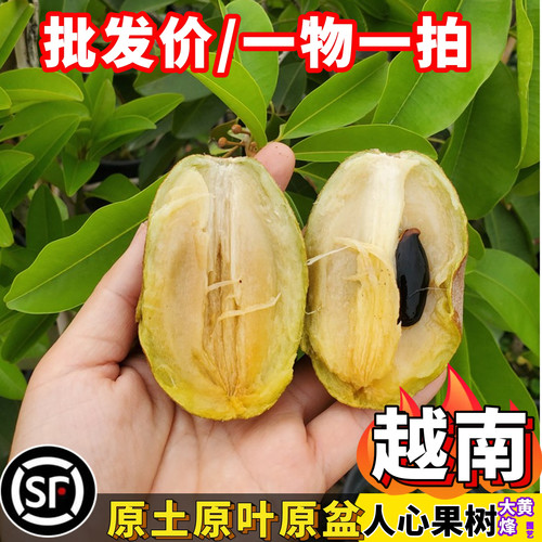 人心果树苗越南大果人心果泰国人参果嫁接苗当年结果南方阳台盆栽