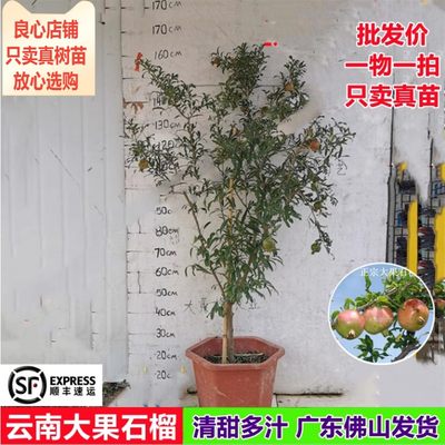 正宗大果石榴树四季开花结果树苗