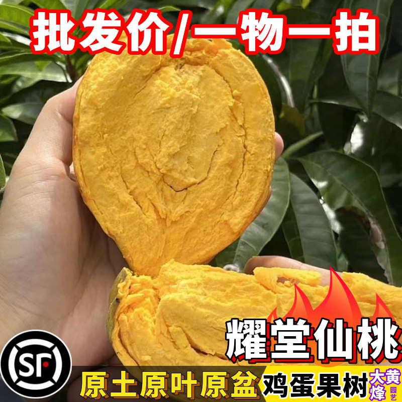 仙桃苗正宗耀堂大果仙桃鸡蛋果嫁接苗水分足南方阳台庭院盆栽树苗,鲜花速递/花卉仿真/绿植园艺,果树,淘宝优惠券,粉丝福利购,淘宝优惠卷