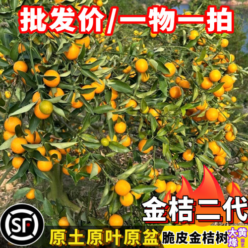 脆皮金桔二代脆蜜金桔三代果树苗